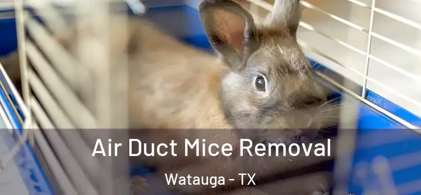  Air Duct Mice Removal Watauga - TX